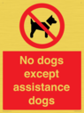no-dogs-except-assistance-dogs~